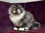 Stirlits short legs munchkin kilt scottish fold - Munchkin Kitten For Sale - TX&comma; US