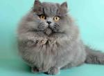 Boss blue short legs munchkin minuet napoleon - Munchkin Kitten For Sale - TX&comma; US