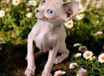 Cole - Sphynx Kitten For Sale - Four Oaks&comma; NC&comma; US