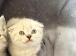 Folddy - Scottish Fold Kitten For Sale - Clifton&comma; NJ&comma; US