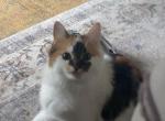 Cj - Domestic Cat For Adoption - East Selah&comma; WA&comma; US