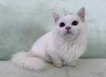 Munchkin White Male - Munchkin Kitten For Sale - 