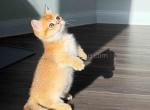 HTX Dexter Munchkin golden shaded short legs - Munchkin Kitten For Sale - TX&comma; US