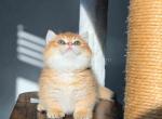 HTX Daemon Munchkin golden shaded short legs - Munchkin Kitten For Sale - TX&comma; US