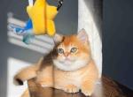 HTX Daemon Munchkin golden shaded short legs - Munchkin Kitten For Sale - TX&comma; US