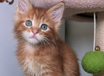 Sunny - Maine Coon Kitten For Sale - Brooklyn&comma; NY&comma; US