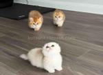 HTX Dori munchkin fold scottish kilt silver shaded - Munchkin Kitten For Sale - TX&comma; US