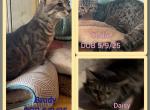 Genetta Bengal And Munchkin Cross - Bengal Cat For Sale - 