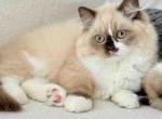 HTX Lisa rare chocolate tortie mink bicolor girl - Scottish Straight Kitten For Sale - TX&comma; US