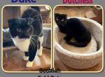 Scottish Fold Kittens - Scottish Fold Kitten For Sale - FL&comma; US