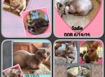 Shane &  Roxsy & Smokie - Sphynx Cat For Sale - FL&comma; US