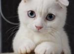 Bonnie - Scottish Fold Kitten For Sale - North Richland Hills&comma; TX&comma; US