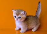 Esh golden shaded munchkin standard short segs - Munchkin Kitten For Sale - TX&comma; US