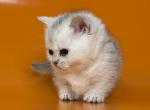 Zur silver shaded munchkin standard short segs - Munchkin Kitten For Sale - TX&comma; US