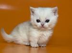 Zynar silver shaded munchkin standard short segs - Munchkin Kitten For Sale - TX&comma; US