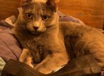 Luna - Russian Blue Cat For Adoption - Folsom&comma; CA&comma; US