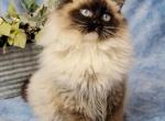 Charlie the Ragdoll - Ragdoll Kitten For Sale - Denver&comma; CO&comma; US