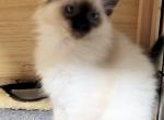 Mr Mago Sold - Balinese Kitten For Sale - Middleburg&comma; PA&comma; US