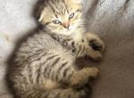 Lariki - Scottish Fold Kitten For Sale - Philadelphia&comma; PA&comma; US