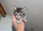 Pepper - Maine Coon Kitten For Sale - 