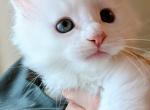 Ice - Maine Coon Kitten For Sale - Berlin&comma; MD&comma; US