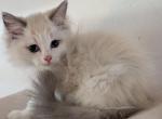 Ragdolls - Ragdoll Kitten For Sale - Phoenix&comma; AZ&comma; US