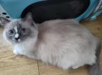 Ravioli's Kittens - Ragdoll Kitten For Sale - NJ&comma; US