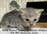 F4 SBT Savannah Essex - Savannah Kitten For Sale - Franklin&comma; NC&comma; US
