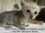 F4 SBT Savannah Haven - Savannah Kitten For Sale - Franklin&comma; NC&comma; US