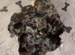 Space Litter - Maine Coon Kitten For Sale - Englewood&comma; FL&comma; US