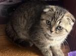 Charlie Bear - Scottish Fold Kitten For Sale - 