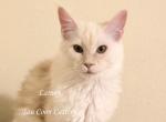 Lainey Red Smoke - Maine Coon Kitten For Sale - Longmont&comma; CO&comma; US