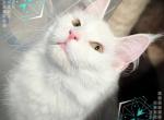 Peach EmotionalSupport - Maine Coon Kitten For Sale - 