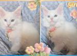 Flurry BlueGreenEyes - Maine Coon Kitten For Sale - Renton&comma; WA&comma; US