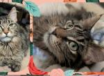 Daffodil Polydactyl - Maine Coon Kitten For Sale - Renton&comma; WA&comma; US