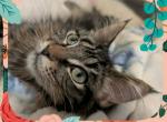 Daffodil Polydactyl - Maine Coon Kitten For Sale - Renton&comma; WA&comma; US
