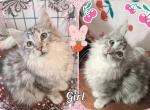 Faith - Maine Coon Kitten For Sale - Renton&comma; WA&comma; US