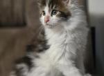 Oden - Maine Coon Kitten For Sale - Zanesville&comma; OH&comma; US