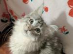 Faith - Maine Coon Kitten For Sale - Renton&comma; WA&comma; US
