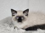 Ragdoll Girl Seal Point mitted - Ragdoll Kitten For Sale - Westfield&comma; MA&comma; US