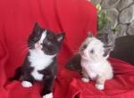 Ragdoll Russian blue - Russian Blue Kitten For Sale - Knoxville&comma; IA&comma; US