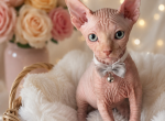 Litter C Red Tabby Boy - Sphynx Kitten For Sale - Boyertown&comma; PA&comma; US