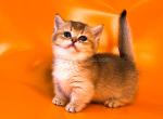 Frosti golden ticked munchkin standard short legs - Munchkin Kitten For Sale - TX&comma; US