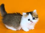 Yomar golden bicolor minuet munchkin short legs - Munchkin Kitten For Sale - TX&comma; US