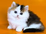 Yestin golden bicolor minuet munchkin short legs - Munchkin Kitten For Sale - TX&comma; US