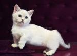 White angel Rafaela blue eyed munchkin short legs - Munchkin Kitten For Sale - TX&comma; US