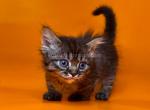 Jamper tiny munchkin short legs black tabby - Munchkin Kitten For Sale - TX&comma; US