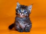 Junoz tiny munchkin short legs black tabby - Munchkin Kitten For Sale - TX&comma; US