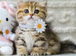 Eliana chunky tiger munchkin short legs golden - Munchkin Kitten For Sale - TX&comma; US