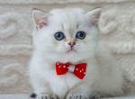 Elvis white angel munchkin short legs w blue eyes - Munchkin Kitten For Sale - TX&comma; US